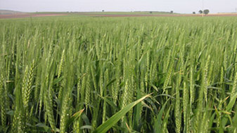 Sulu alanlara uygun baharlık buğday tohumluğu - ÇIFÇIKLI